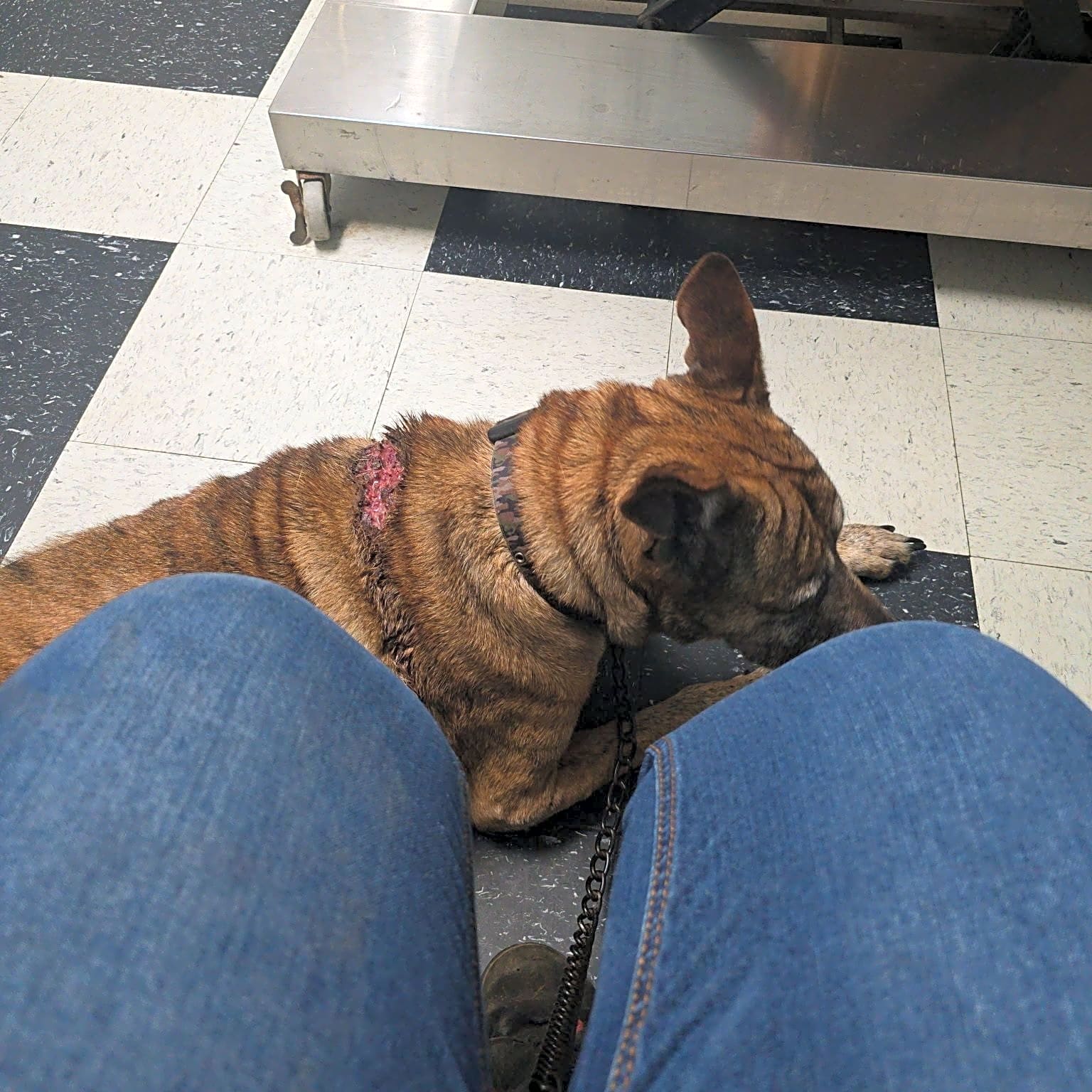 Photo of Tigress