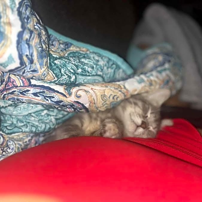 Photo of Rosie
