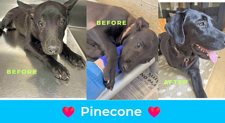 Photo of Pinecone