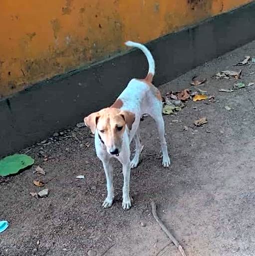 Photo of Atlas