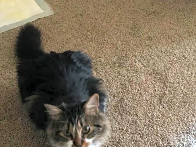 Photo of Figaro