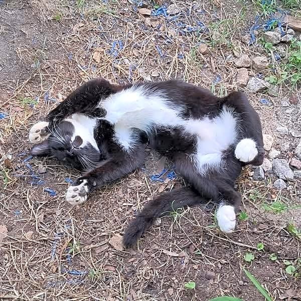 Photo of Mittens