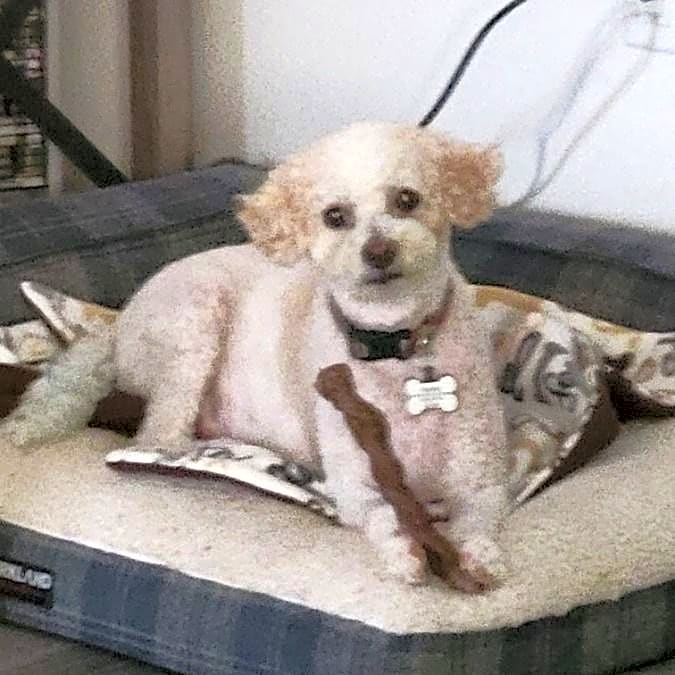 Photo of Harley