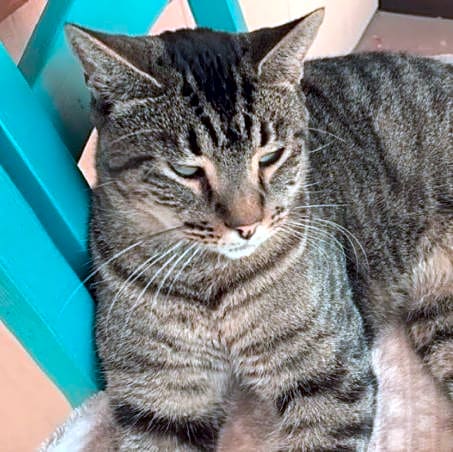 Photo of Cola