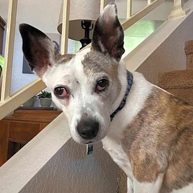 Photo of Pogo
