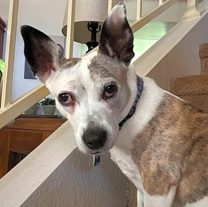 Photo of Pogo