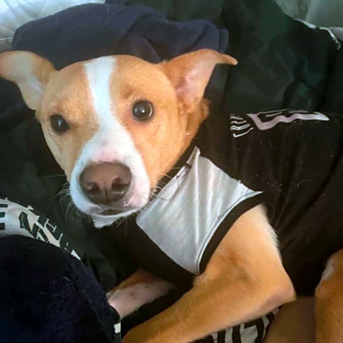 Photo of Chester