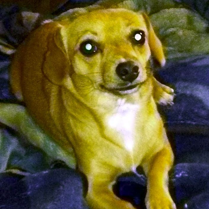 Photo of Sassy