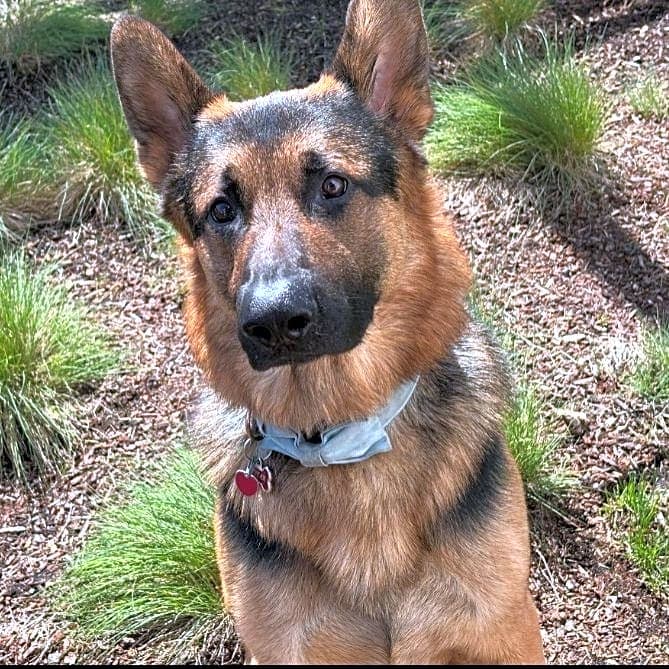 Photo of Bear