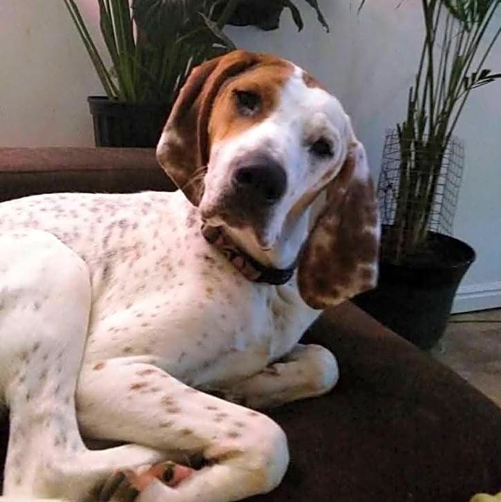 Photo of Daisy