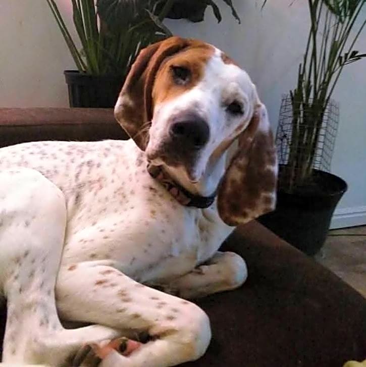 Photo of Daisy