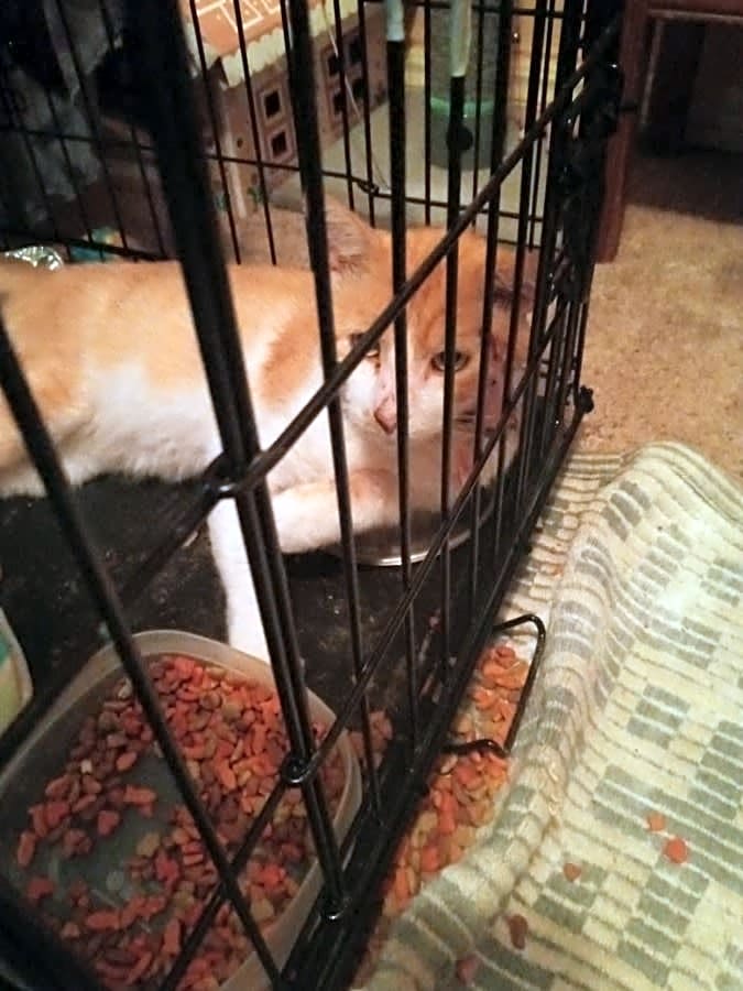 Photo of Mr. Marmalade