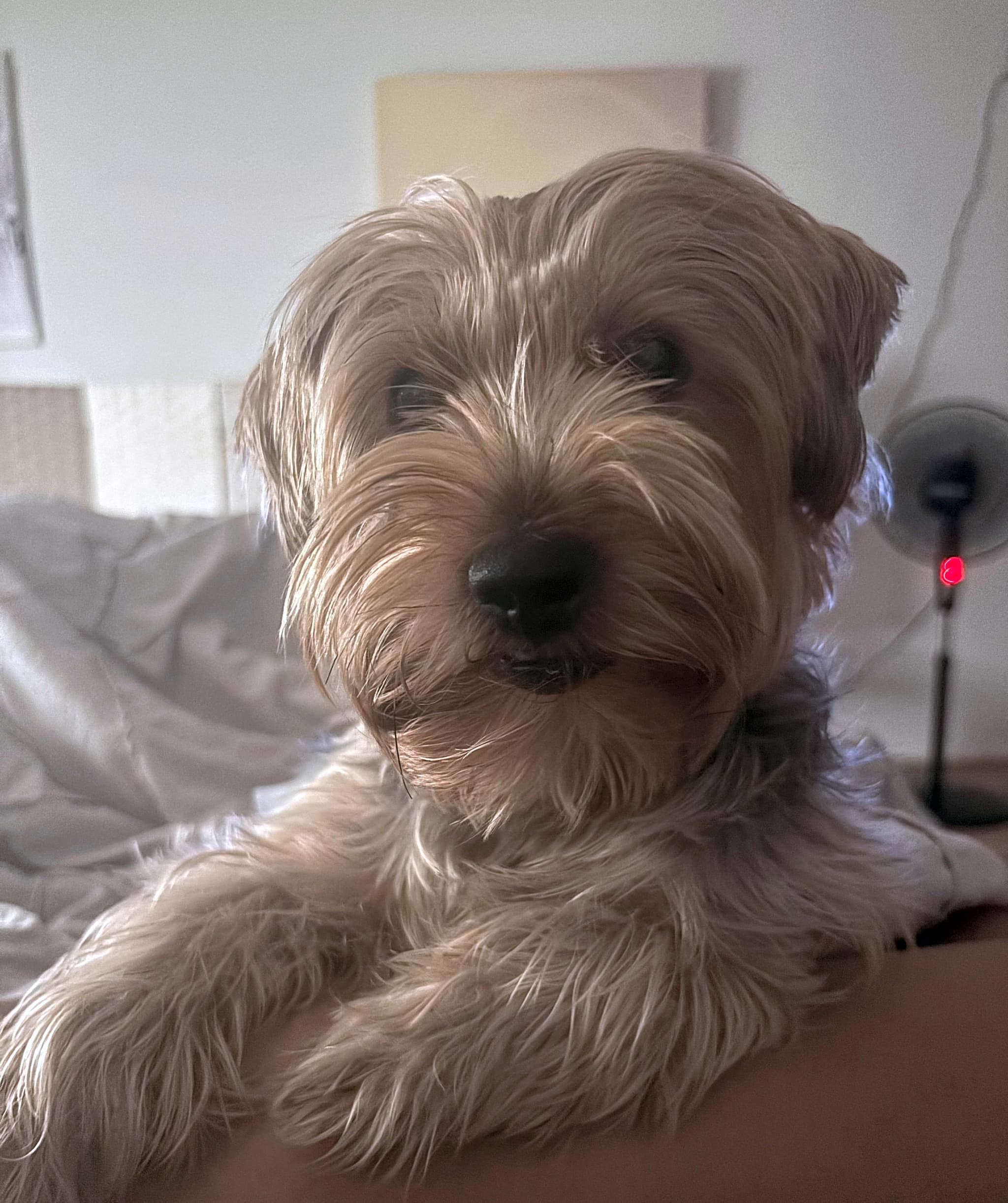 Photo of Luna