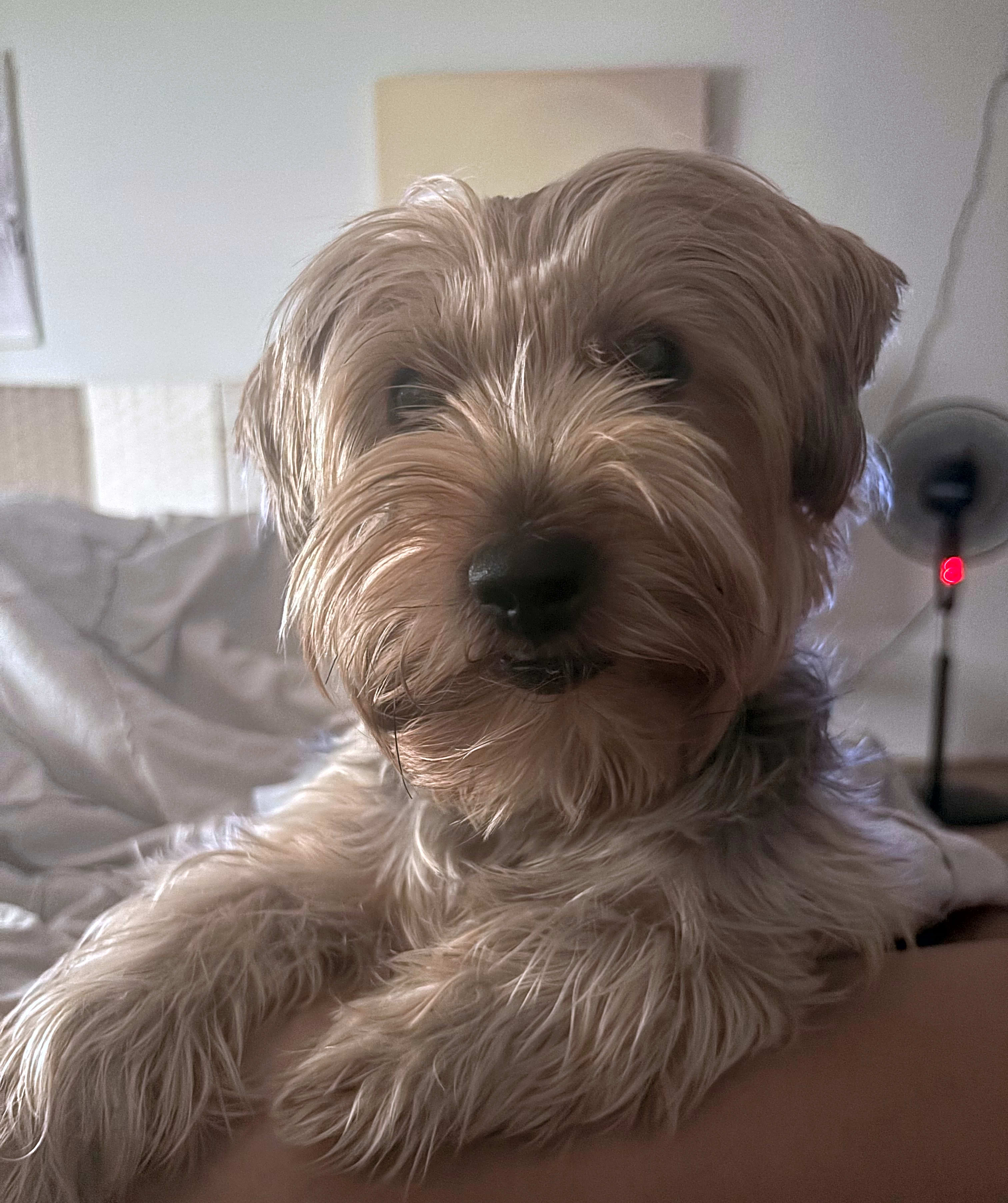 Photo of Luna