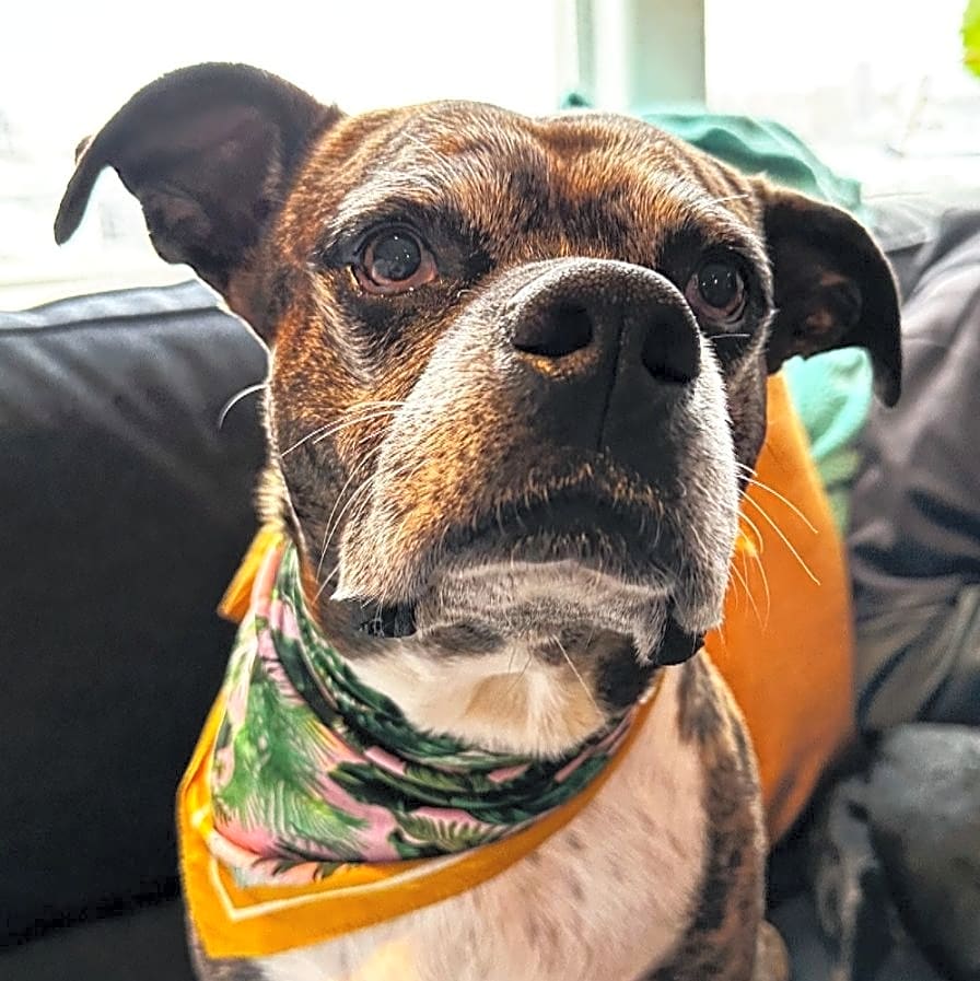 Photo of Moca