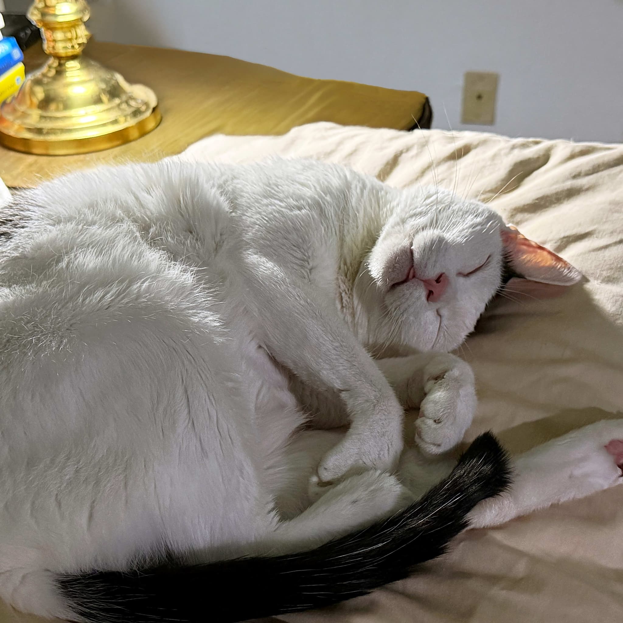 Photo of Niko
