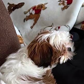 Photo of Cuddles