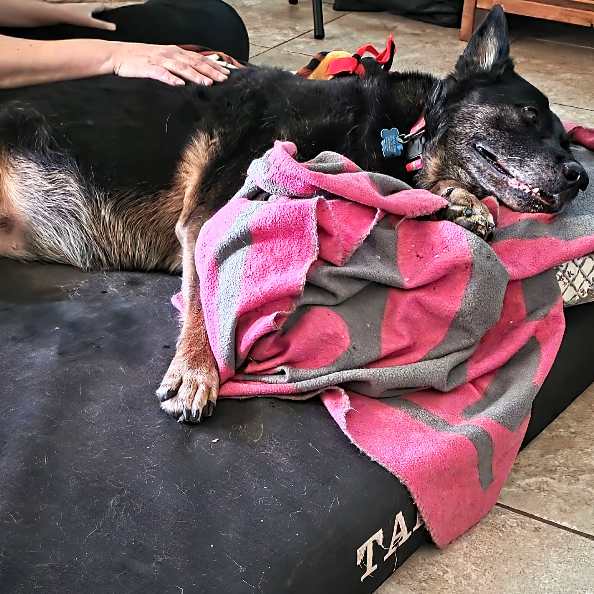 Photo of Tara