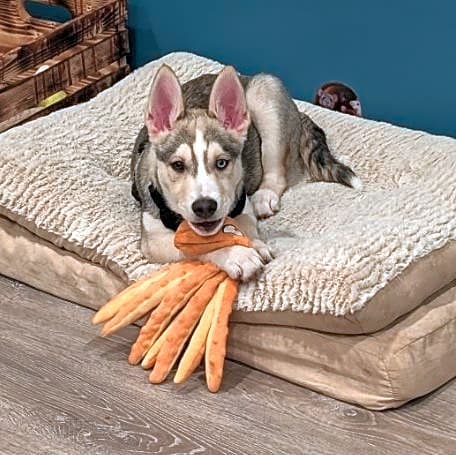 Photo of Nanook