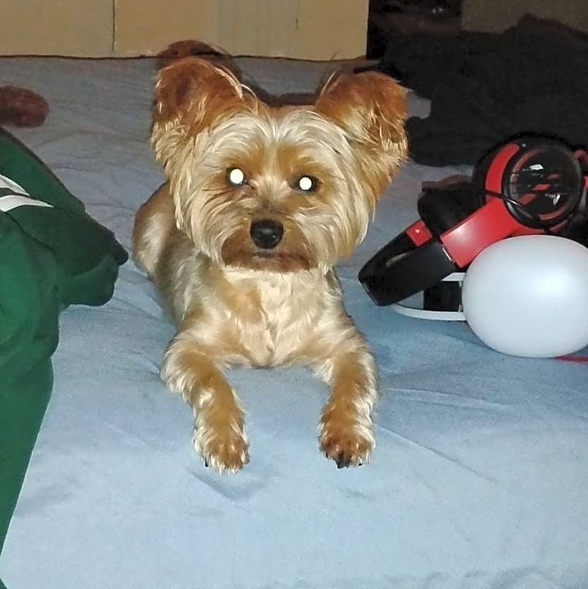 Photo of cookie