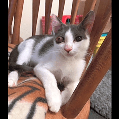 Photo of Basil