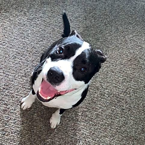 Photo of Dexter