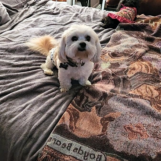 Photo of Capo
