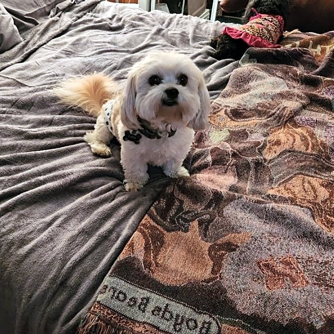 Photo of Capo