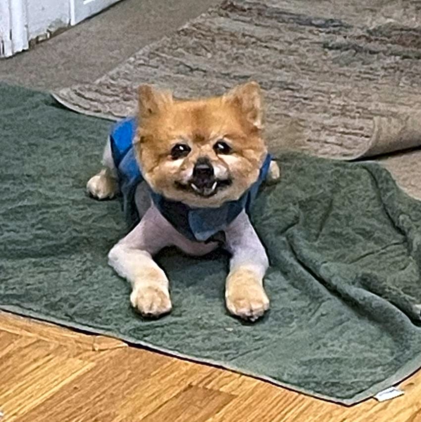 Photo of Bear