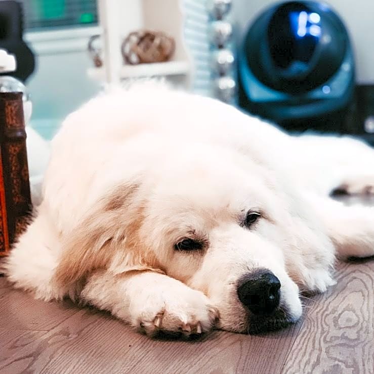 Photo of Archie