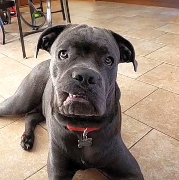 Photo of Bentley