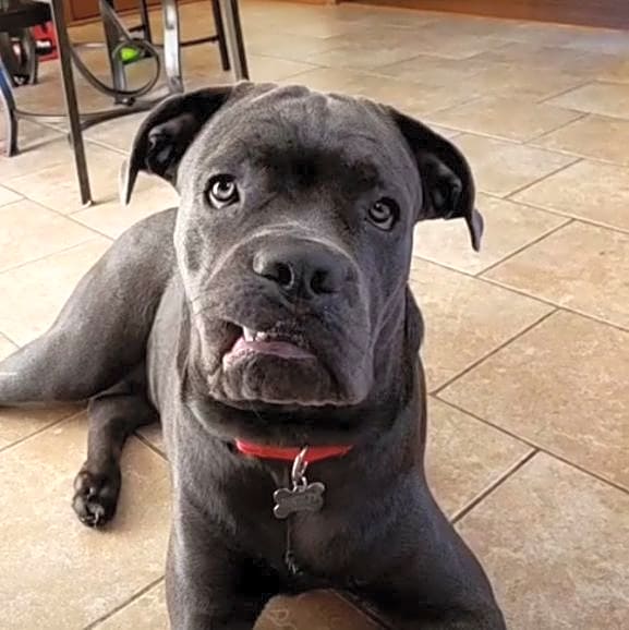 Photo of Bentley