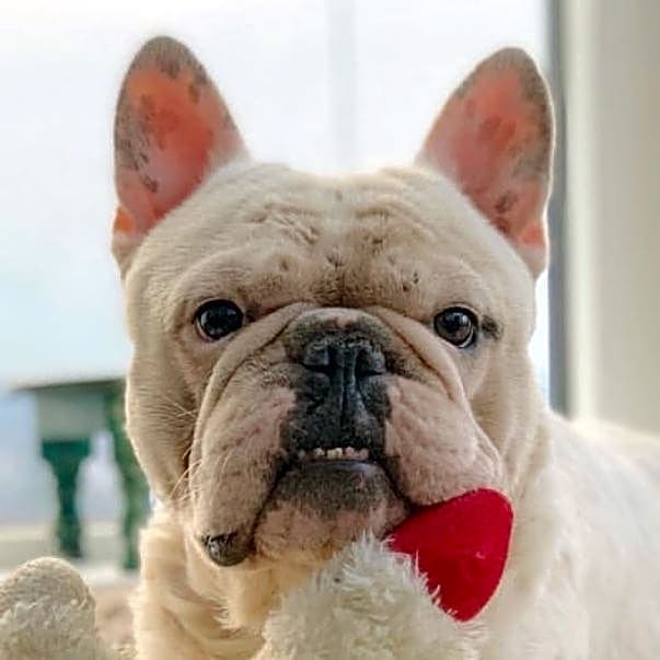 Photo of Thor