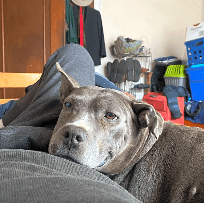 Photo of Dodi