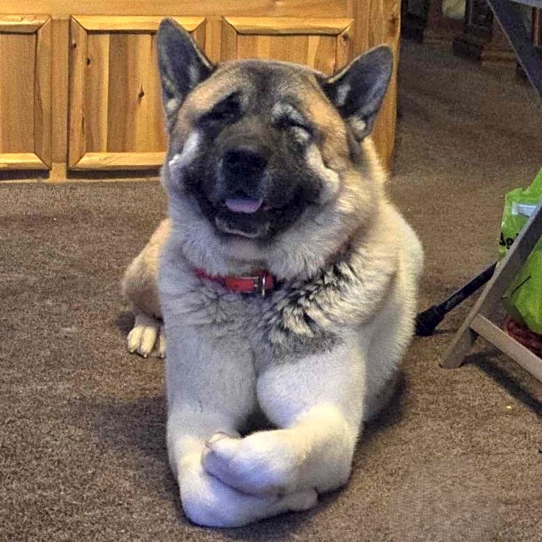 Photo of Boss