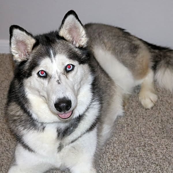 Photo of Akira