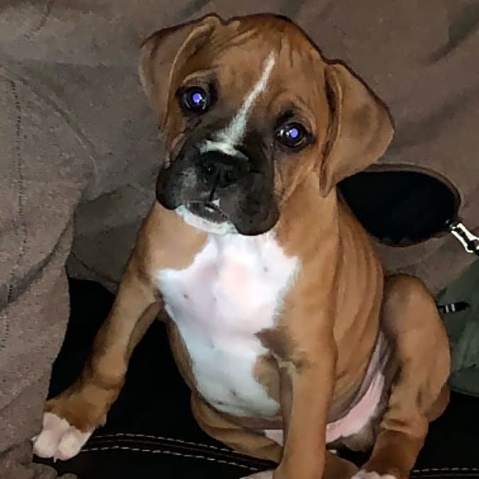 Photo of Samson