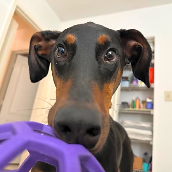 Photo of Odin