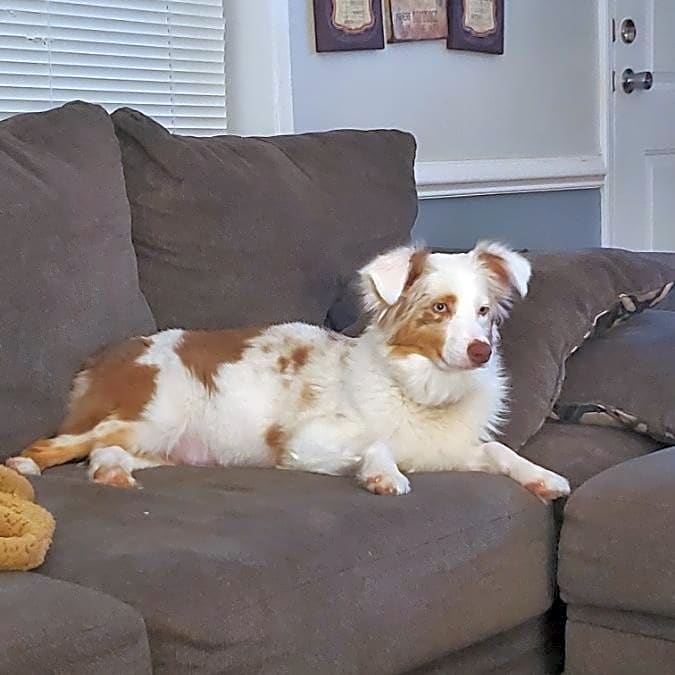 Photo of Whiskey