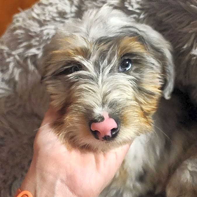 Photo of Winston