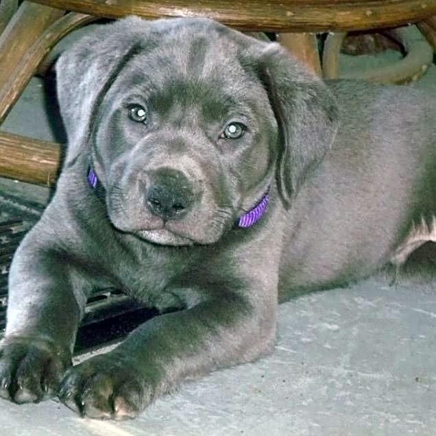 Photo of Oscar Blue