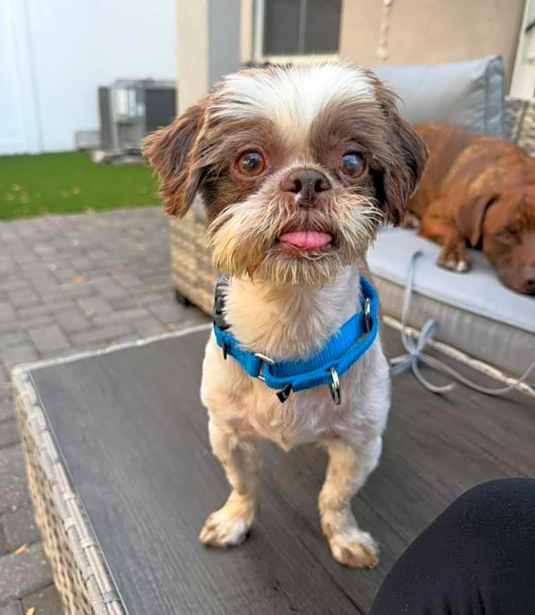 Photo of Bella