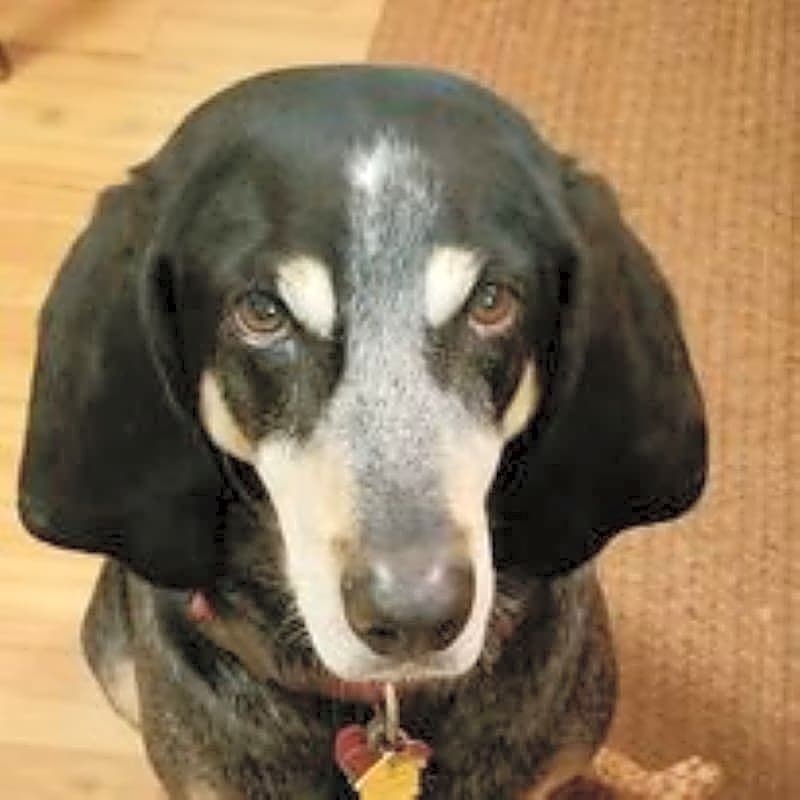 Photo of Annie