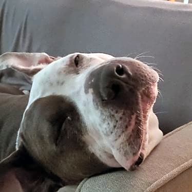 Photo of Loki