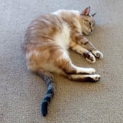 Photo of lola