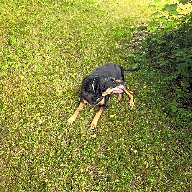 Photo of Bo