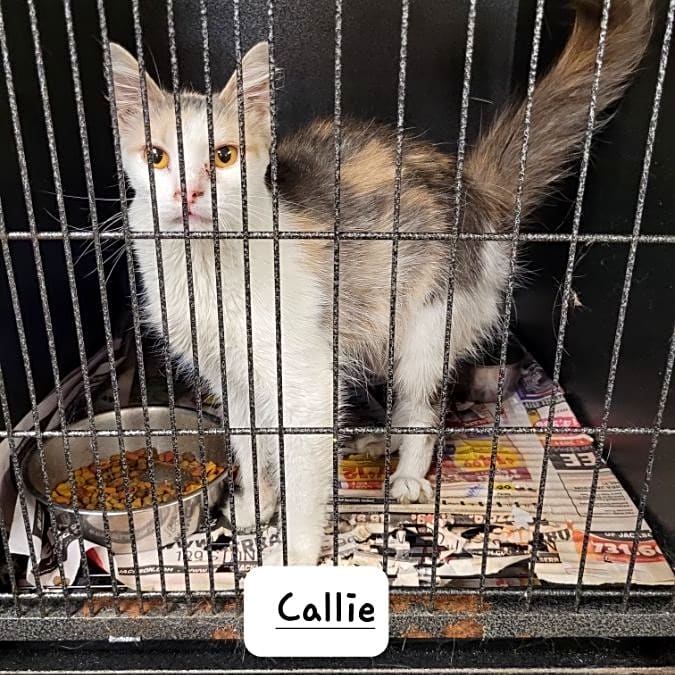 Photo of Callie