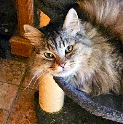 Photo of Leonidas