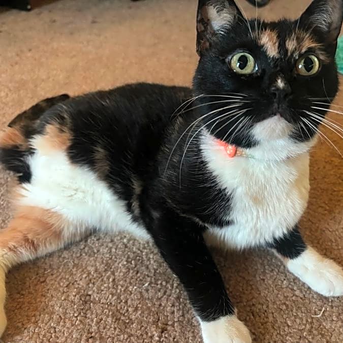 Photo of Precious