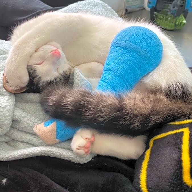 Photo of Meeko